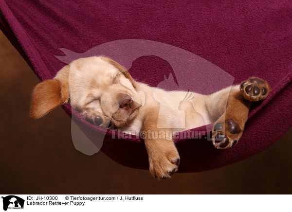 Labrador Retriever Welpe / Labrador Retriever Puppy / JH-10300