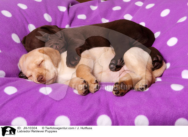 Labrador Retriever Puppies / JH-10304