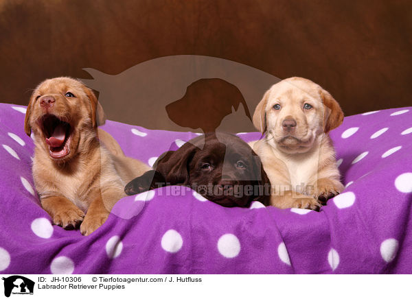 Labrador Retriever Welpen / Labrador Retriever Puppies / JH-10306