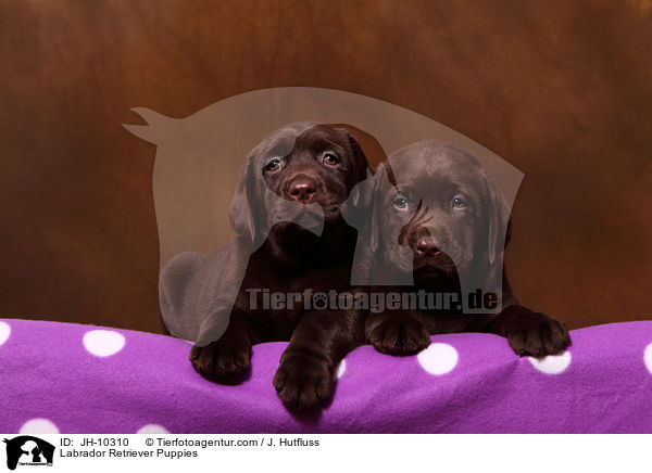 Labrador Retriever Puppies / JH-10310