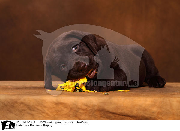 Labrador Retriever Puppy / JH-10313