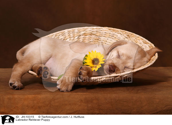 Labrador Retriever Puppy / JH-10315