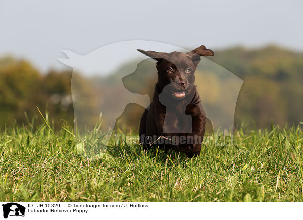 Labrador Retriever Puppy / JH-10329