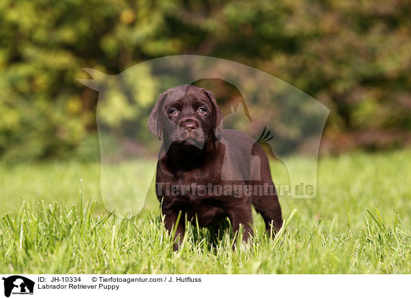 Labrador Retriever Puppy / JH-10334