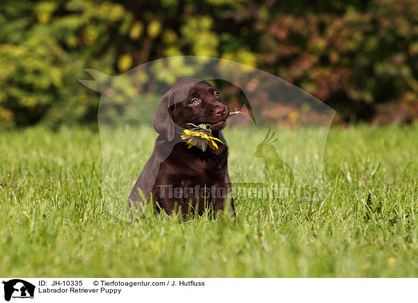Labrador Retriever Puppy / JH-10335