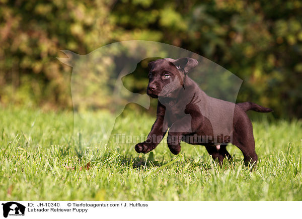Labrador Retriever Puppy / JH-10340