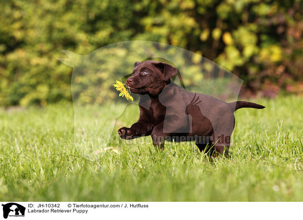 Labrador Retriever Puppy / JH-10342