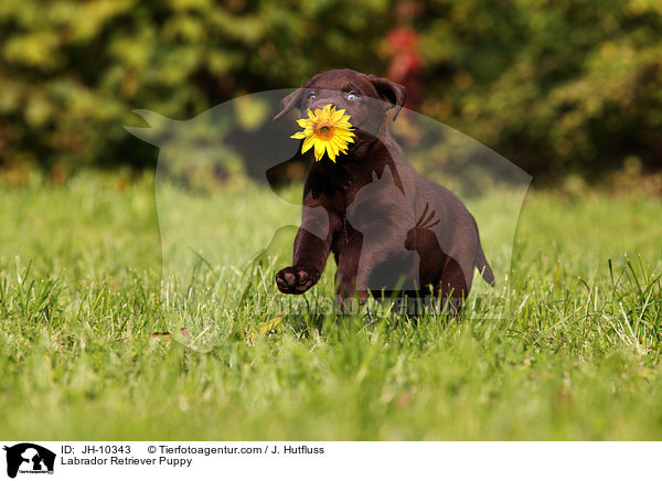 Labrador Retriever Puppy / JH-10343