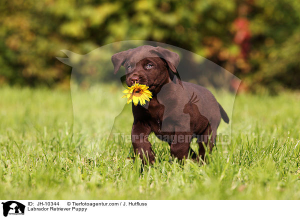 Labrador Retriever Puppy / JH-10344
