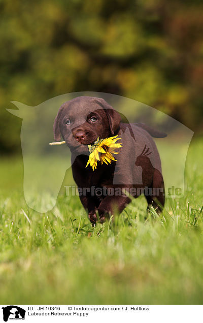Labrador Retriever Puppy / JH-10346