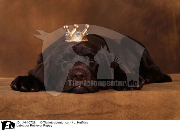 Labrador Retriever Welpe / Labrador Retriever Puppy / JH-10728