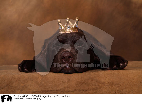Labrador Retriever Welpe / Labrador Retriever Puppy / JH-10730