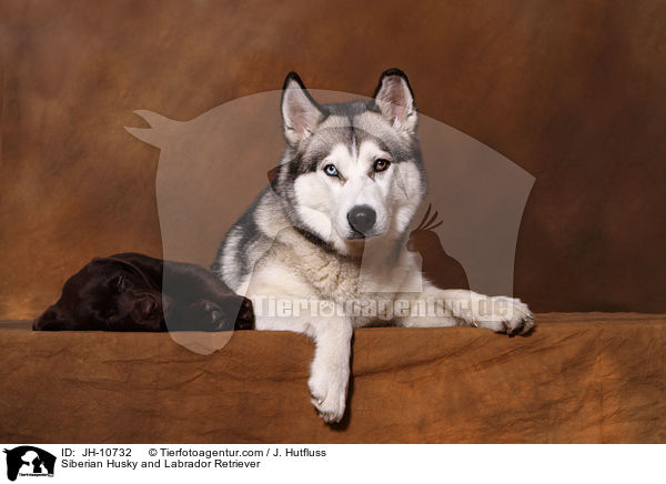 Siberian Husky and Labrador Retriever / JH-10732