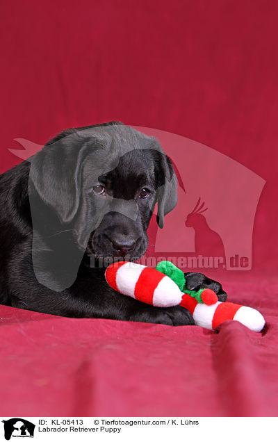Labrador Retriever Welpe / Labrador Retriever Puppy / KL-05413