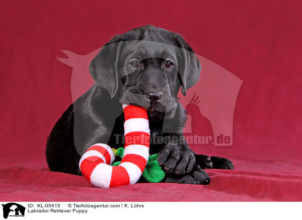 Labrador Retriever Welpe / Labrador Retriever Puppy / KL-05415