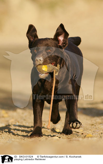 playing Labrador Retriever / SKO-01524