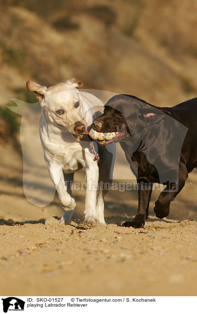 playing Labrador Retriever / SKO-01527