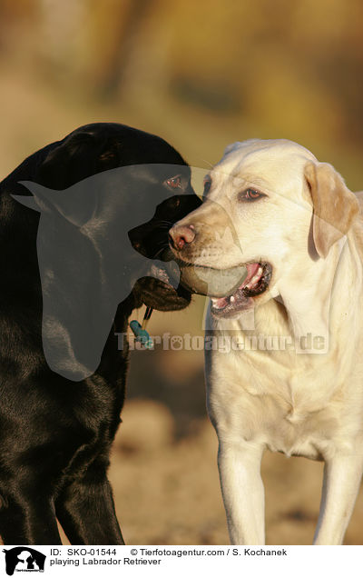 playing Labrador Retriever / SKO-01544
