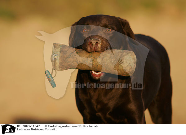 Labrador Retriever Portrait / SKO-01547