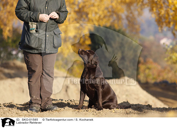Labrador Retriever / SKO-01585