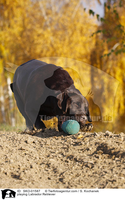 playing Labrador Retriever / SKO-01587