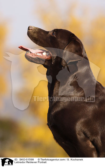 Labrador Retriever Portrait / SKO-01598