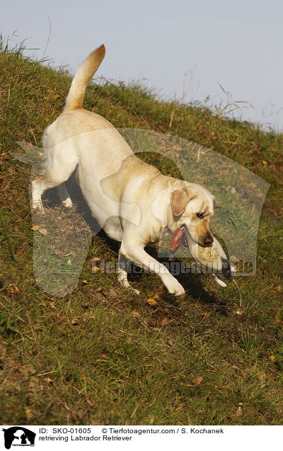 retrieving Labrador Retriever / SKO-01605