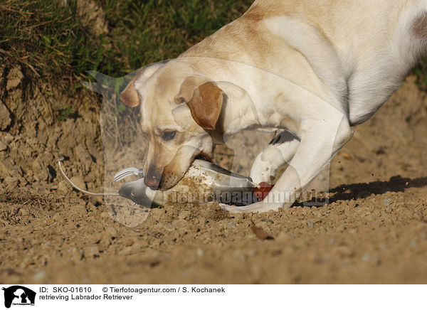 retrieving Labrador Retriever / SKO-01610