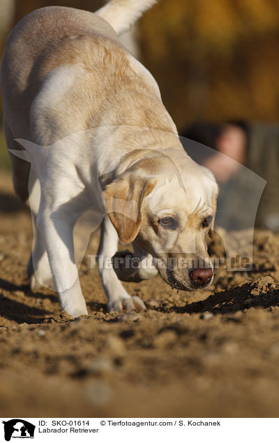 Labrador Retriever / SKO-01614