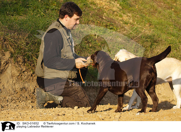 playing Labrador Retriever / SKO-01652