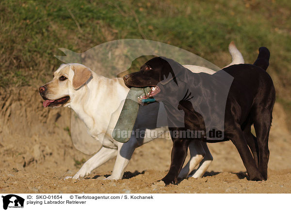 playing Labrador Retriever / SKO-01654