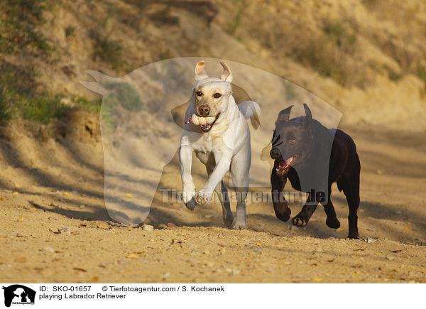 playing Labrador Retriever / SKO-01657