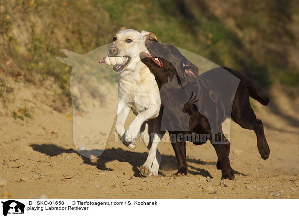 playing Labrador Retriever / SKO-01658
