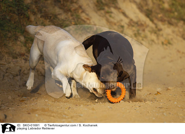 playing Labrador Retriever / SKO-01681