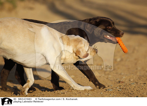 playing Labrador Retriever / SKO-01683