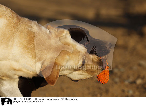 playing Labrador Retriever / SKO-01684