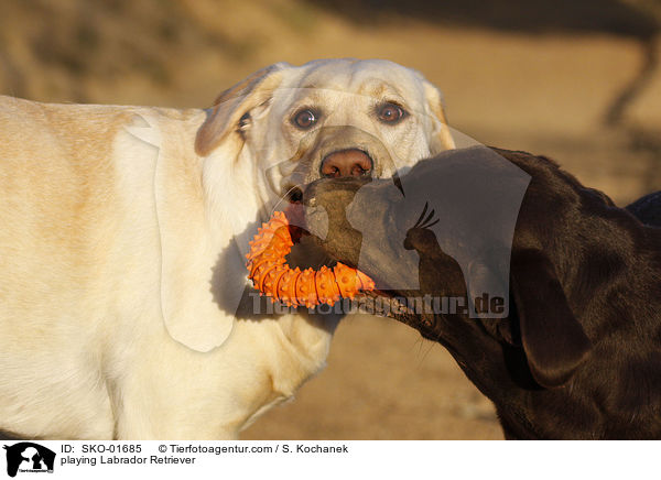 playing Labrador Retriever / SKO-01685