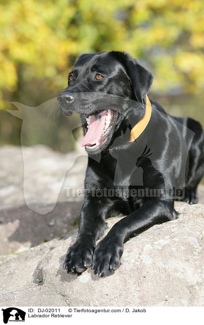 Labrador Retriever / Labrador Retriever / DJ-02011