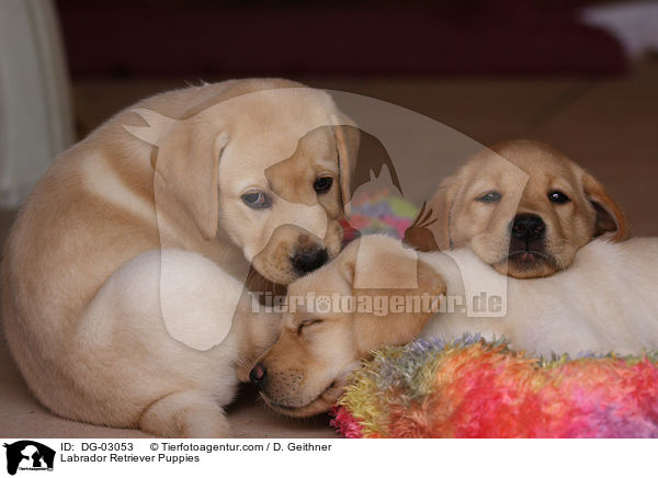 Labrador Retriever Welpen / Labrador Retriever Puppies / DG-03053