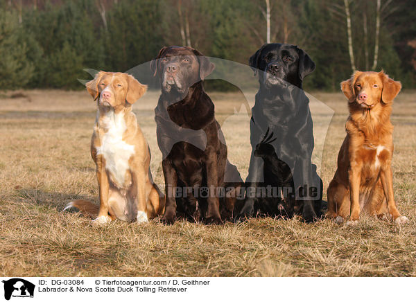 Labrador & Nova Scotia Duck Tolling Retriever / Labrador & Nova Scotia Duck Tolling Retriever / DG-03084