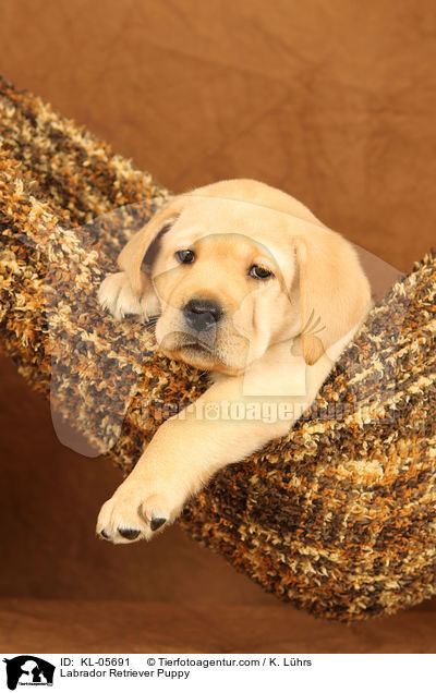 Labrador Retriever Welpe / Labrador Retriever Puppy / KL-05691