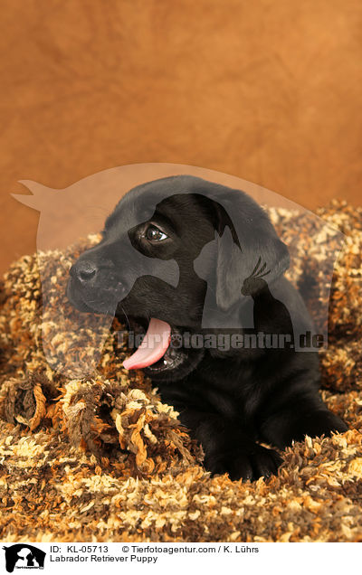 Labrador Retriever Welpe / Labrador Retriever Puppy / KL-05713