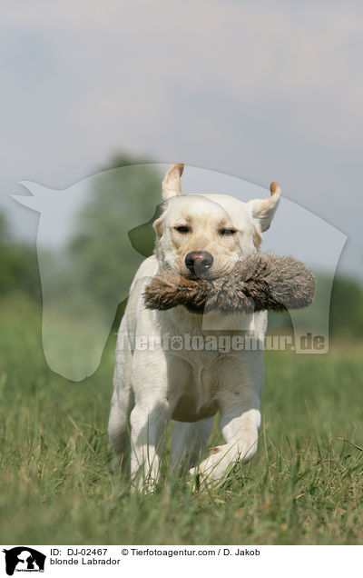 blonde Labrador / DJ-02467