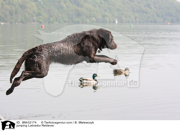 jumping Labrador Retriever / BM-02174