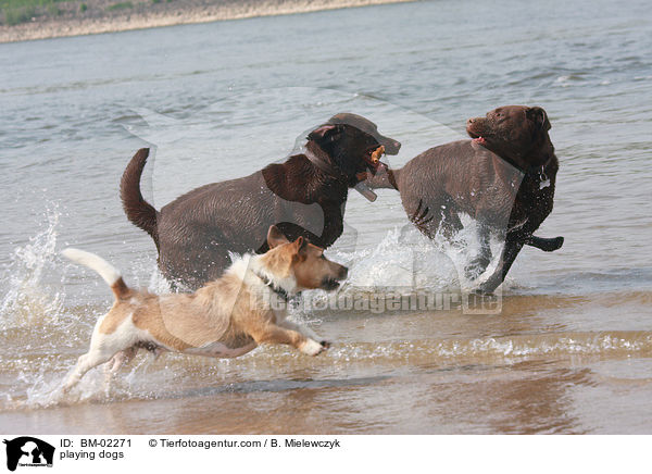 playing dogs / BM-02271