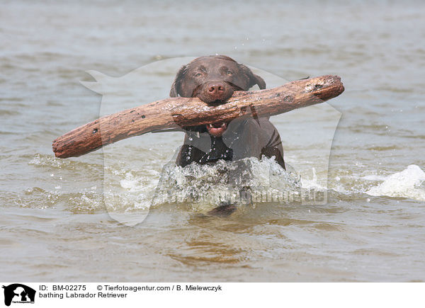 bathing Labrador Retriever / BM-02275