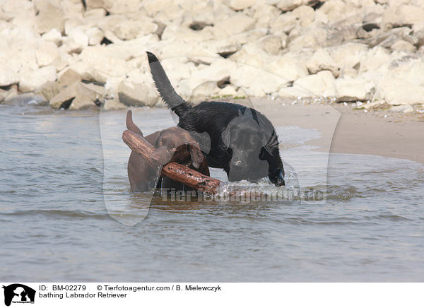 bathing Labrador Retriever / BM-02279