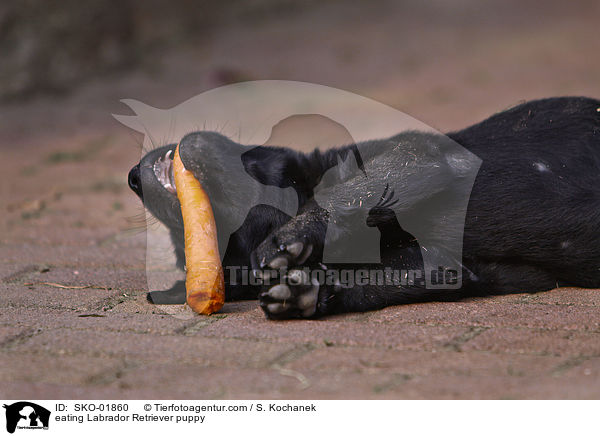 fressender Labrador Retriever Welpe / eating Labrador Retriever puppy / SKO-01860