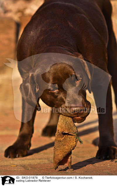 eating Labrador Retriever / SKO-01878