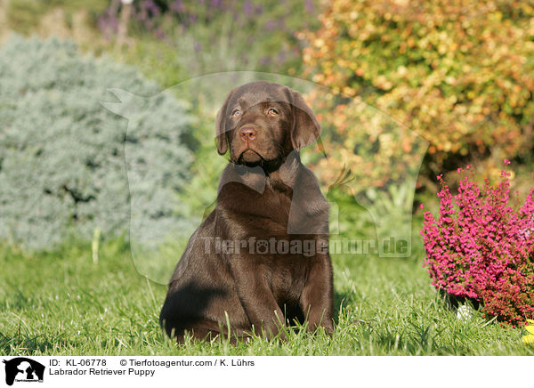 Labrador Retriever Puppy / KL-06778